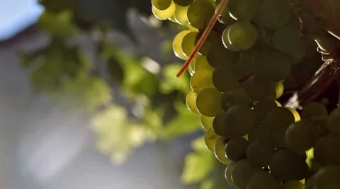 0144 Parra HD25 Stock Footage 8776239