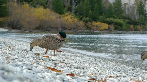 0146-wakitipu-duck2 Video stock 12032499