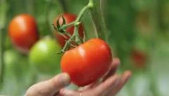 Harvesting Of Tomatoes