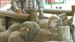 Australia - sheep herding