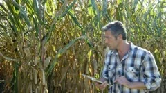 agronomist walking in corn field