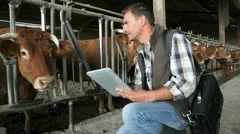 veterinarian in cow barn using digital tablet