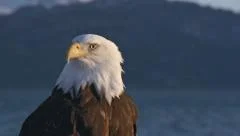 Bald Eagle Keening and Screeching Close with Audio