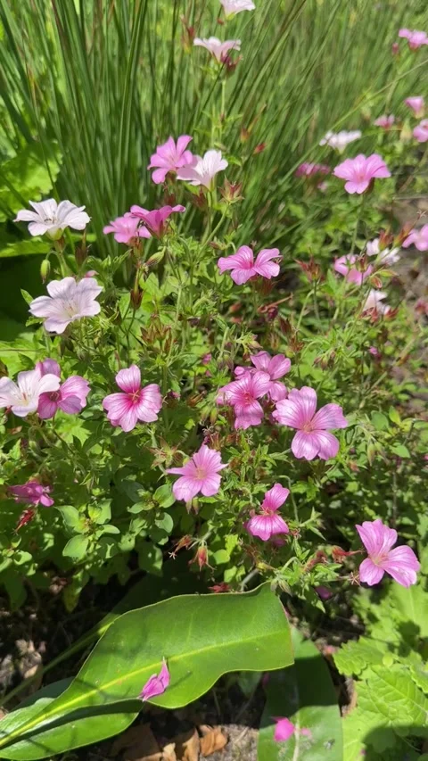 015 Pink Dream Time Video stock 325987436