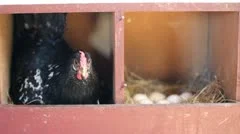 Hen Roosting in Coop with Her Eggs, 1080p