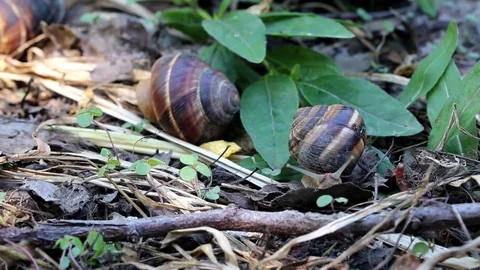 0157 Stock Footage 100951942