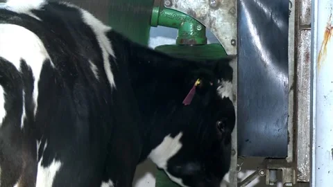 016 A cow is combed on an automatic carding machine at a cow farm. Stock Footage 164995740