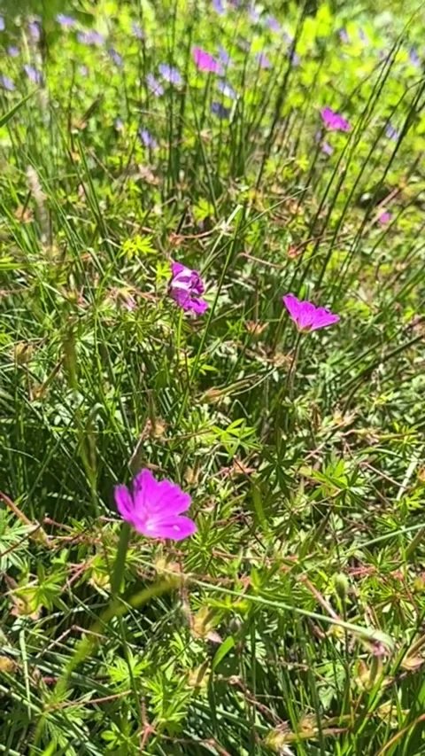 016 Green Magenta Flow Video stock 325987437