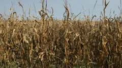 Stock Footage HD 1080p - Drought - Corn Crop during drought in Iowa