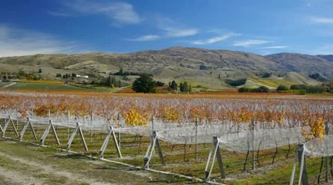 0161-cromwell-vineyard Vidéo 12068980
