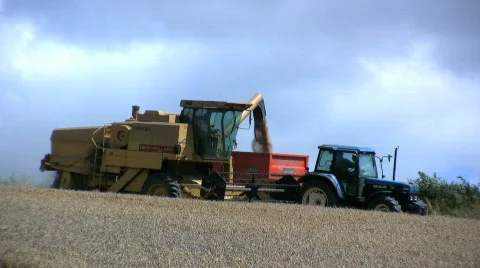 01640809 Wheat Stock Footage 500654