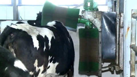 017 A cow is scratching her neck on an automatic carding machine at a cow farm. Stock Footage 164995763