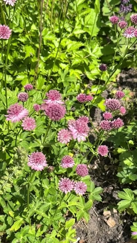 018 Playfull Soft Pink Video stock 325987439