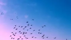 FLYING FLOCK OF BIRDS IN THE MAGICAL SKY FULL HD