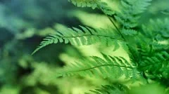 Ferns - Seamlessly Loopable Video And Sound