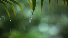 tropical rain