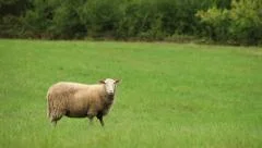 lonely white sheep on pasture - medium long shot