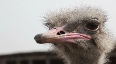 019 Stock Footage 948826