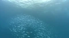 Large school of fish scatter then swim to camera