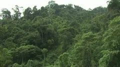 Canopy of the Amazon Rainforest 2