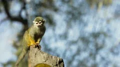 Common Squirrel Monkey looking round on rock