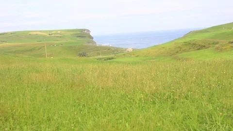 01D green meadow 스톡 동영상 97393201