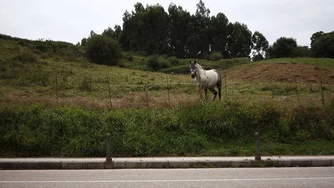 01K horse 스톡 동영상 97393872