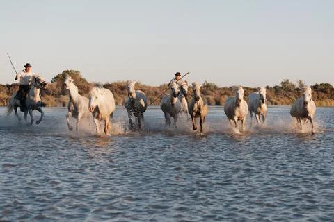 02-08-2018 Aigues Mortes, France. Cowboy and wild horses of Camargue Stock Photos