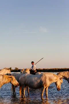 02-08-2018 Aigues Mortes, France. Cowboy and wild horses of Camargue Photos