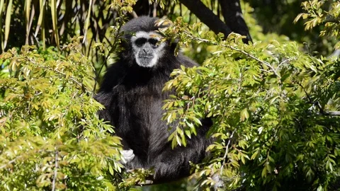 02 16 18 HD Video Gibbon looking thru branches Stock Footage 86141893