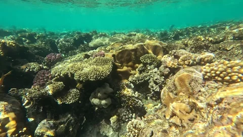 02 26sl 2 10 Video stock 329866248