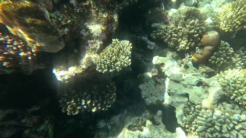 02 26sl 2 11 Vídeos de archivo 329866306