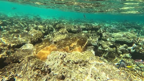 02 26sl 2 12 Stock-Footage 329866342