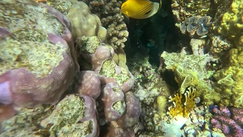 02 26sl 2 13 스톡 동영상 329866348