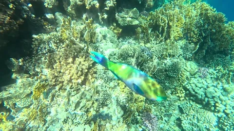 02 26sl 2 15 Video stock 329866360