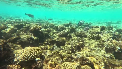 02 26sl 2 18 Vídeo Stock 329866390