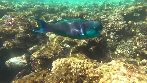 02 26sl 2 24 Vídeos de archivo 329866504