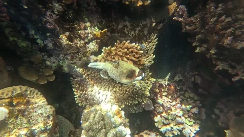 02 26sl 2 5 Video stock 329866559