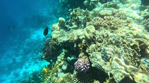 02 26sl 2 8 스톡 동영상 329866623