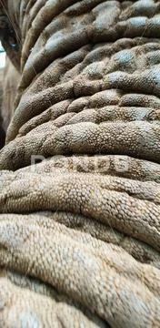 02 African Elephant close encounter sanctuary trunk closeup Stock Photos
