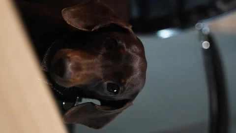 02 Close-up of a dachshund run over on a chair Vertical Stock Footage 221118725