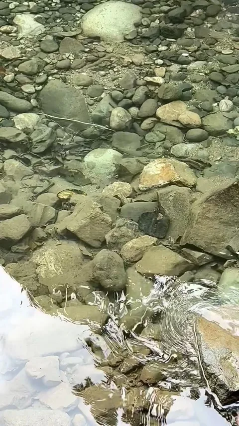 02. Crystal Clear Mountain Stream Flowing Over River Stones in Fresh Nature Stock Footage 337084765