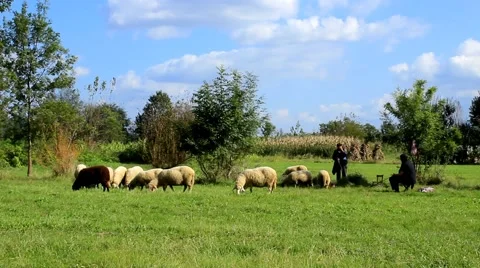 02. Flock of sheep graze in the field. Sunny day. Blue sky. Beautiful landscape. Stock Footage 43041743