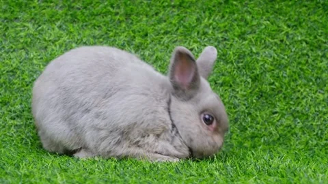 กระต่าย 02 Stock Footage 247449787