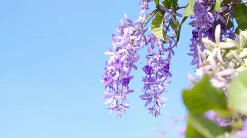 พวงคราม 02 Stock Footage 247449816