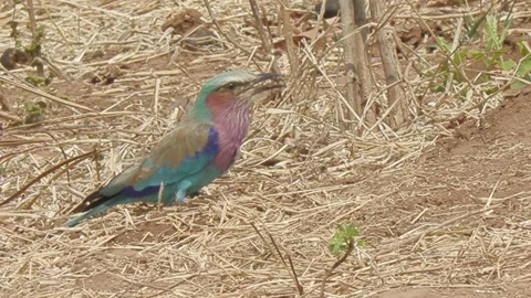 02 Lilac-Breasted Roller eating ants Chobe Botswana Stock Footage 148577539