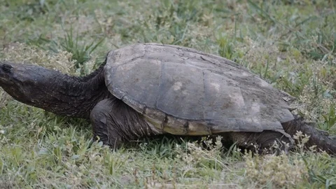 02 Snapping Turtle - Pre-colored - 4K 60P 스톡 동영상 90622538