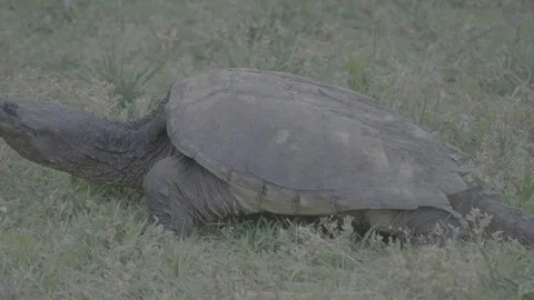 02 Snapping Turtle - Uncolored V-Log - 4K 60P 스톡 동영상 90622535