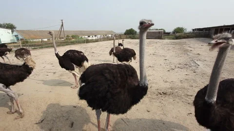 020 Stock Footage 948893