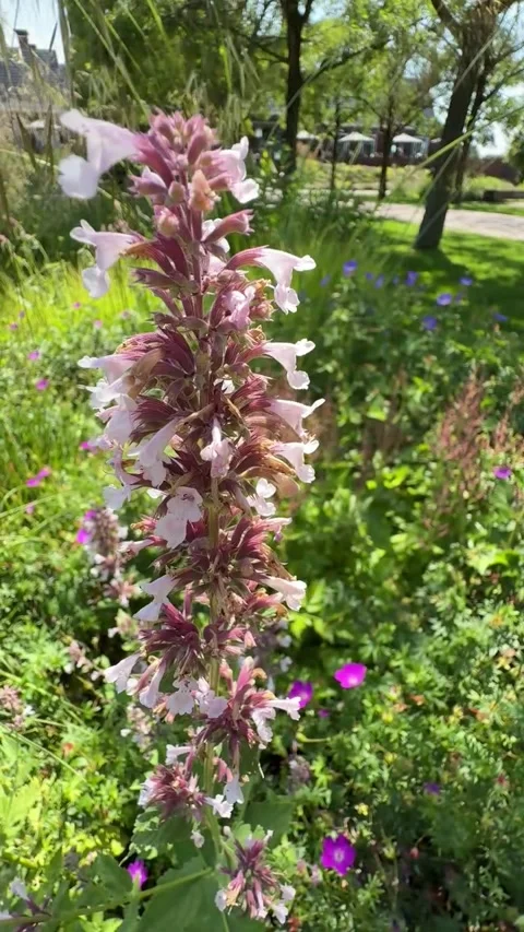 020 Pink Blush Glide Video stock 325987445